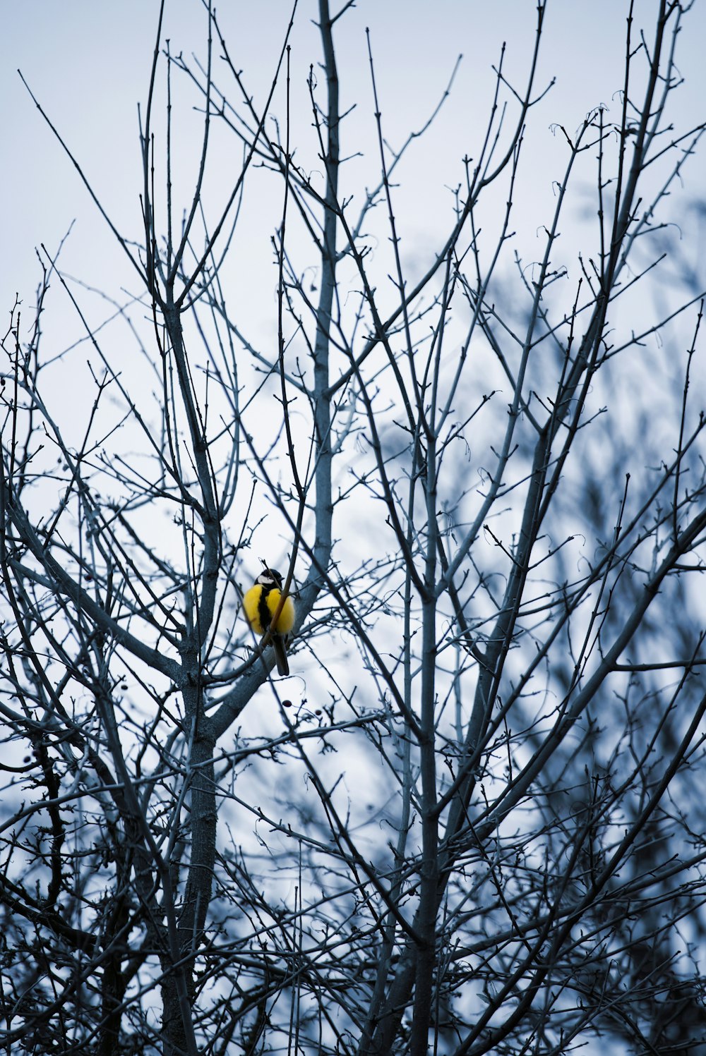 a yellow bird sitting in a bare tree