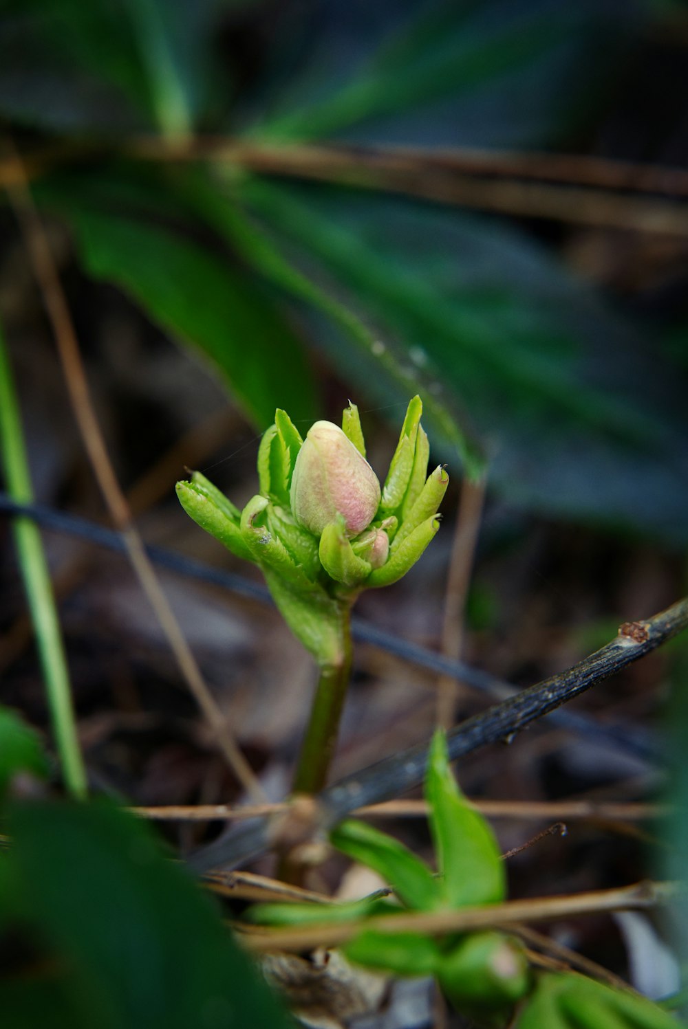 a close up of a flower on the ground