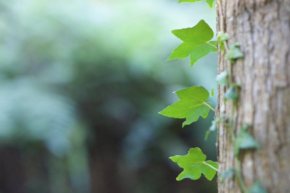 a tree with green leaves growing on it