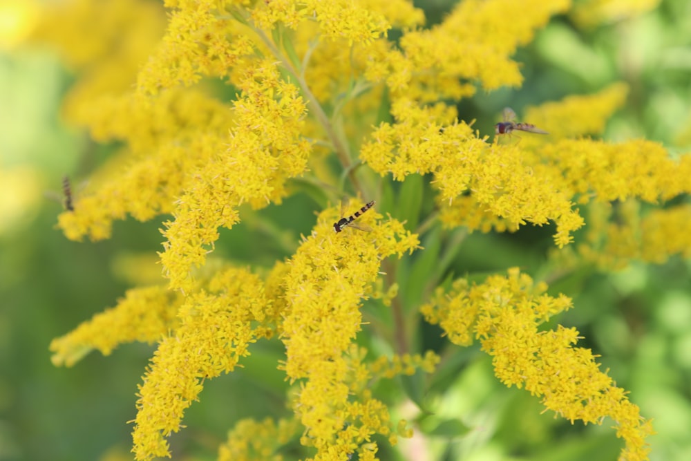 a bunch of yellow flowers that are in the grass