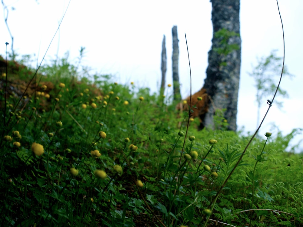 Un campo de hierba verde con flores amarillas