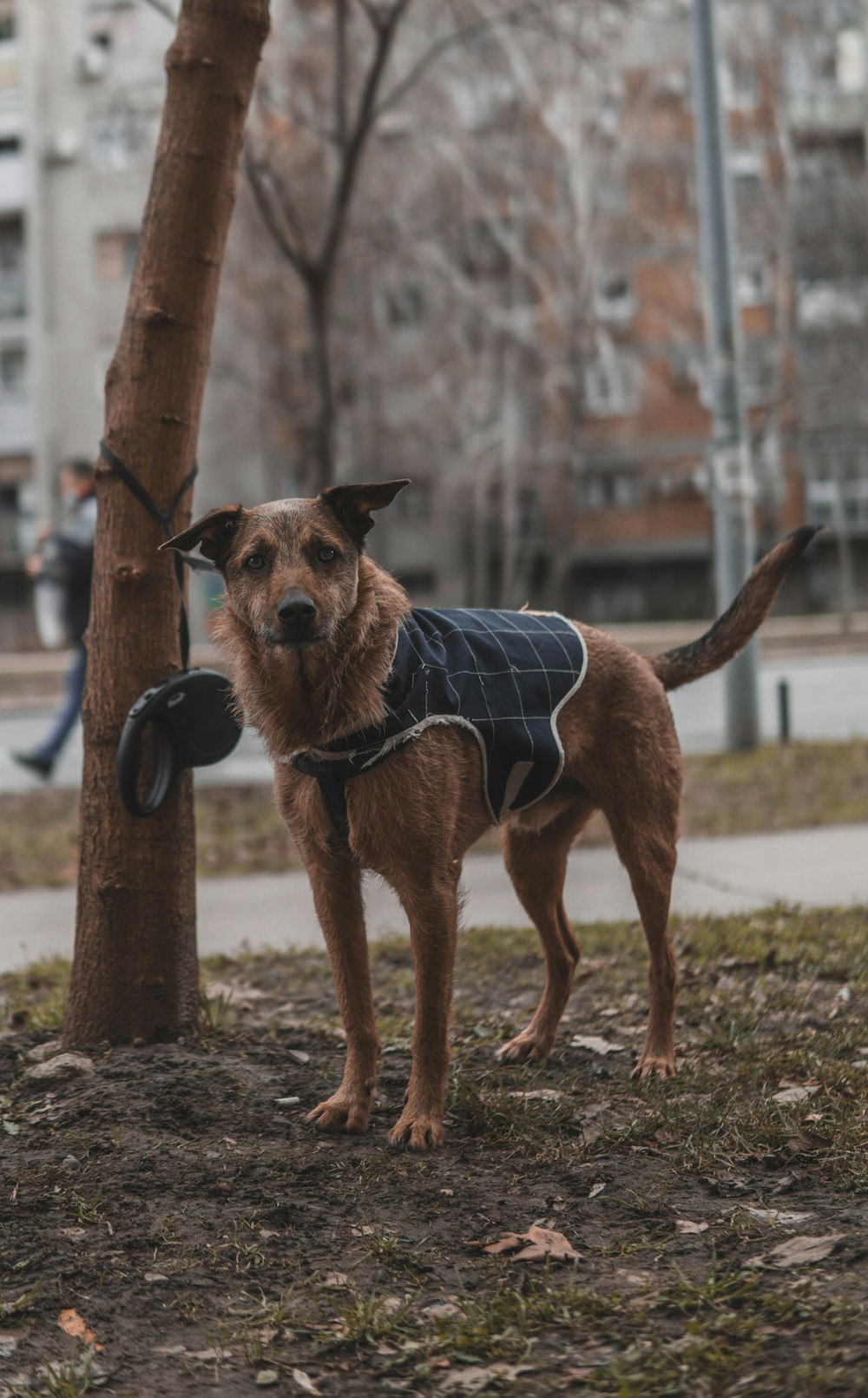 a dog wearing a jacket standing next to a tree