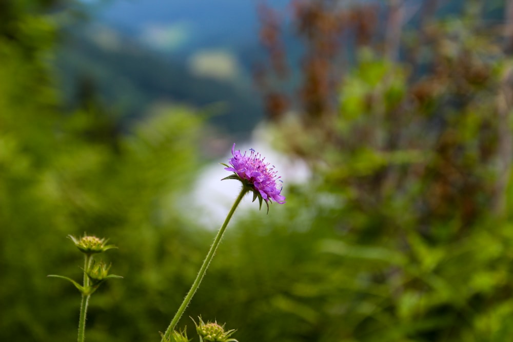 a single purple flower is in the foreground with a mountain in the background