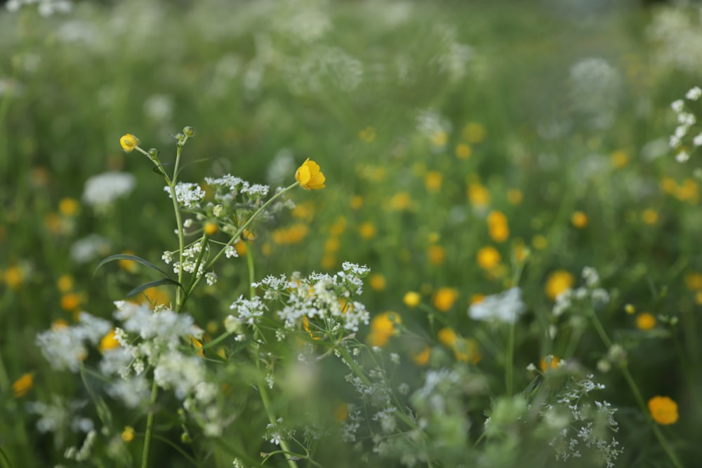 a field full of yellow and white flowers
