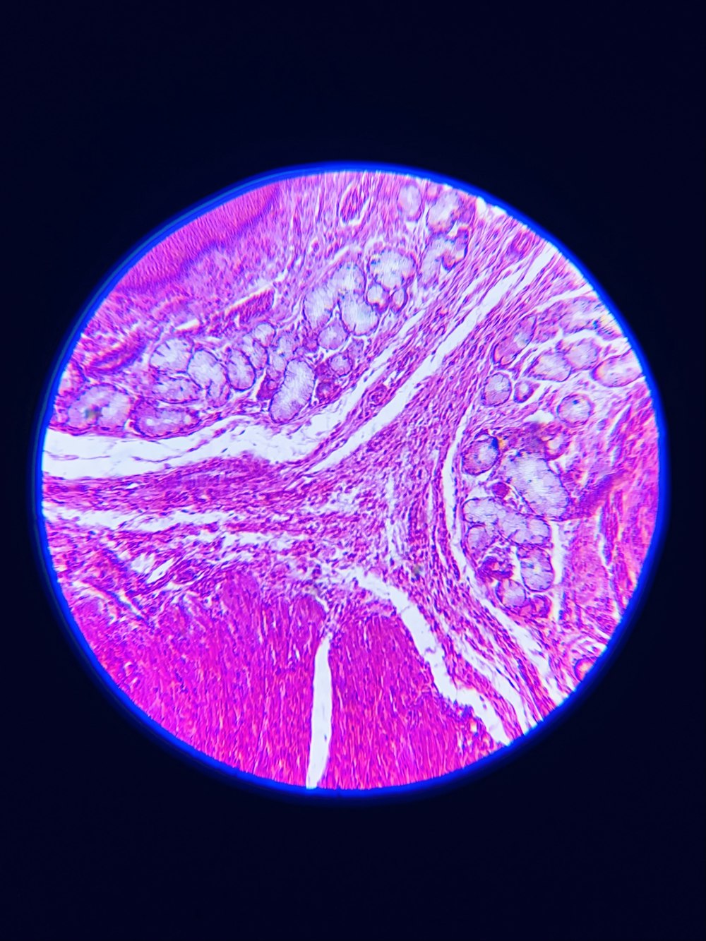 a close up of a section of a human's stomach