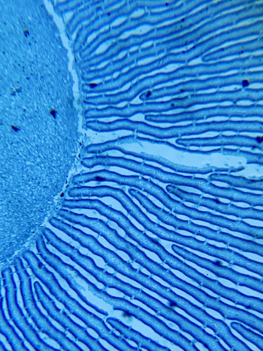 a close up view of a blue substance
