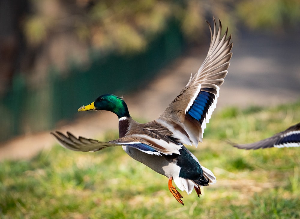 a couple of ducks flying over a lush green field