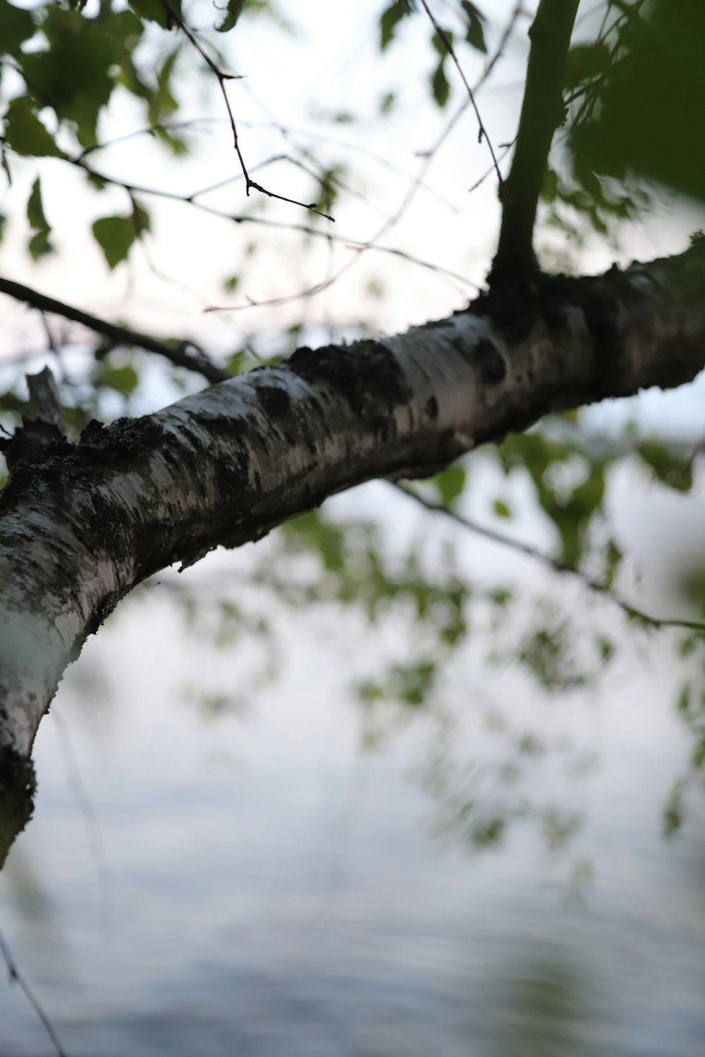 a close up of a tree branch with water in the background