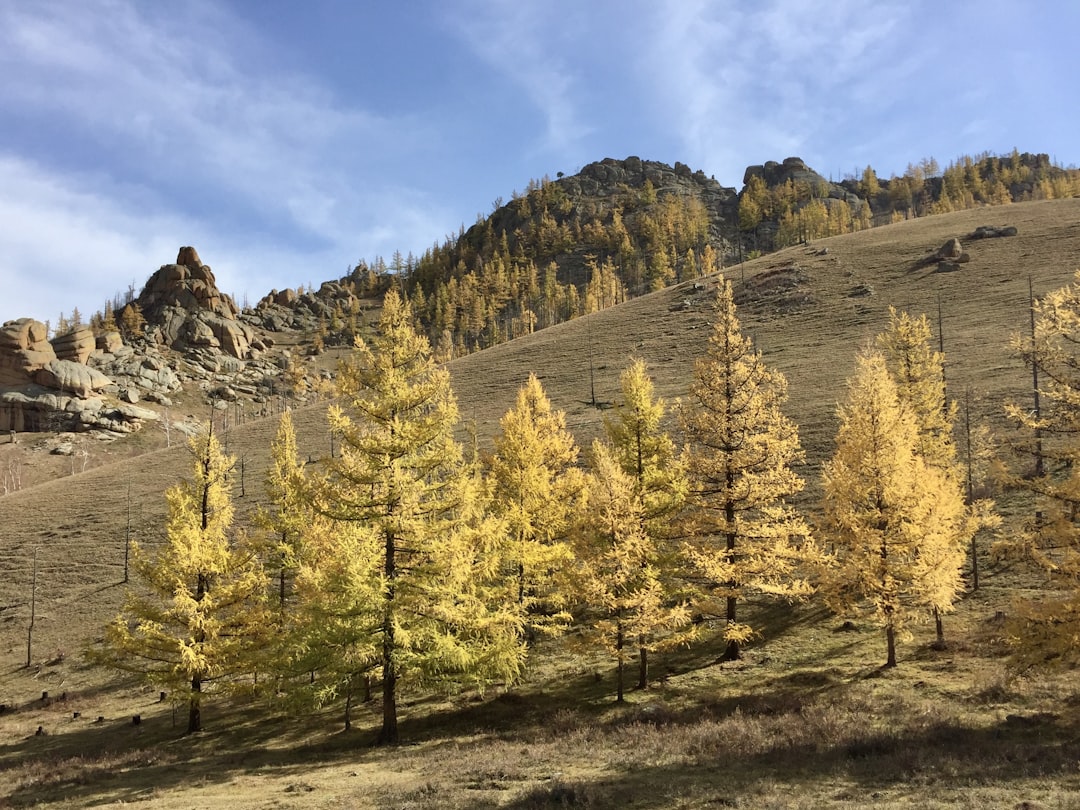 a group of trees that are standing in the grass, Yellow trees on a Mongolian mountainside