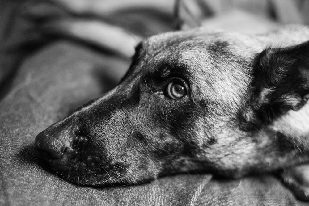 a close up of a dog laying on a couch