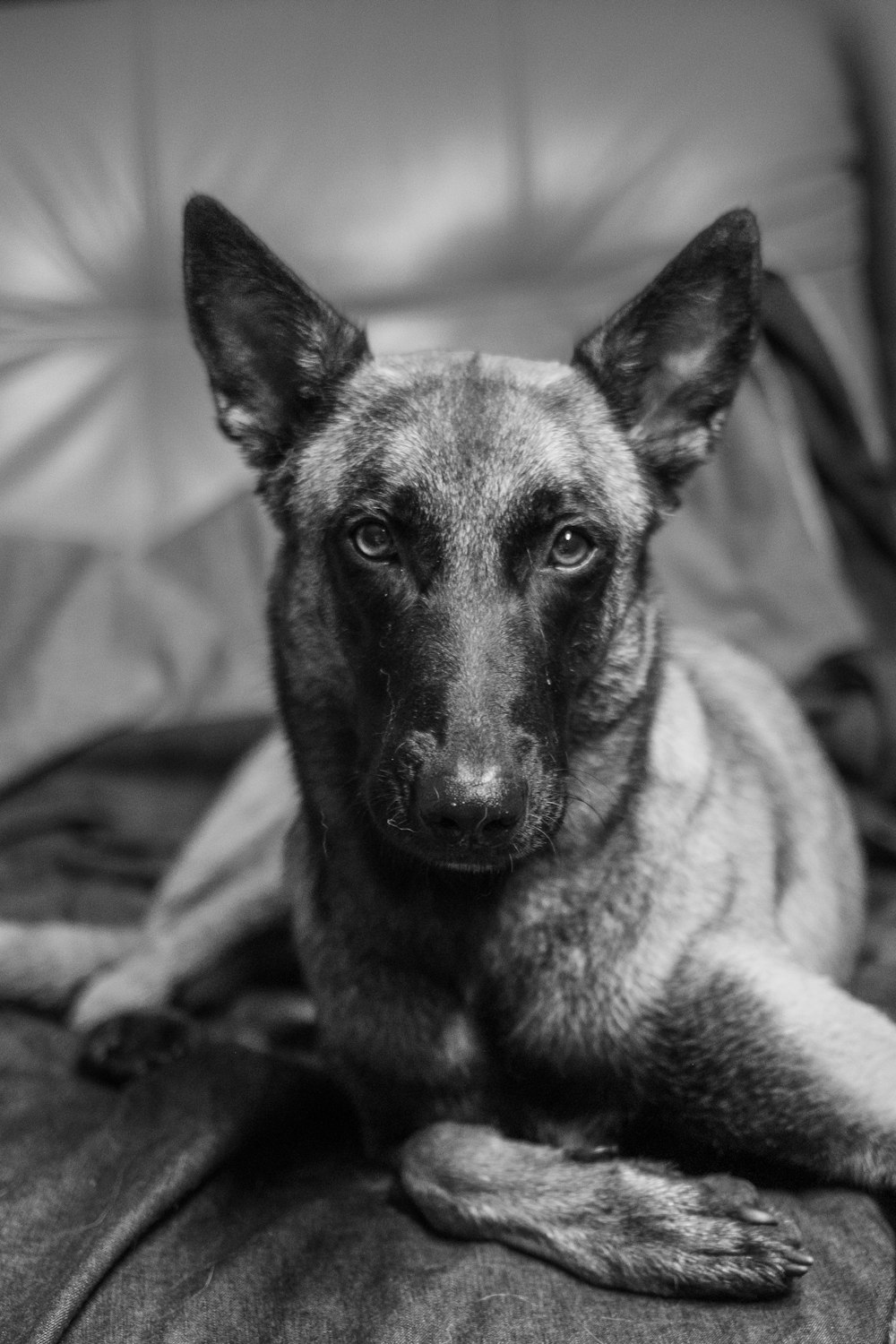 a black and white photo of a dog laying on a couch