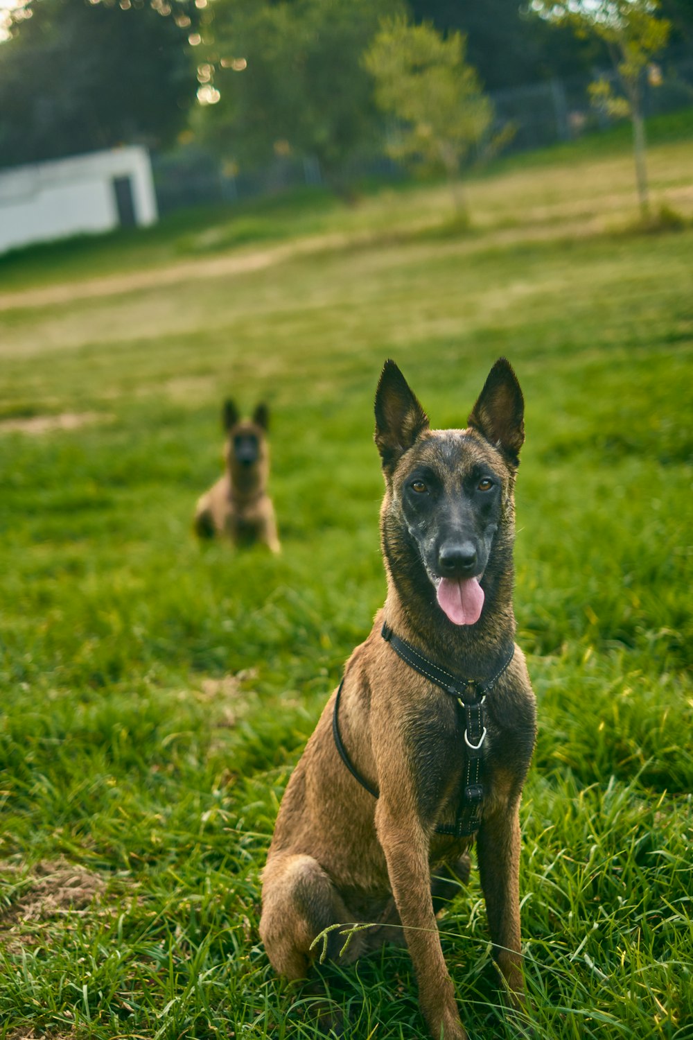 two dogs are sitting in a grassy field