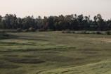 a grassy field with trees in the background