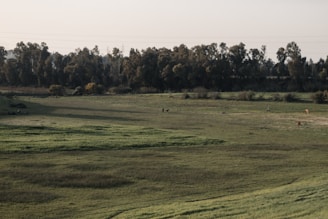 a grassy field with trees in the background