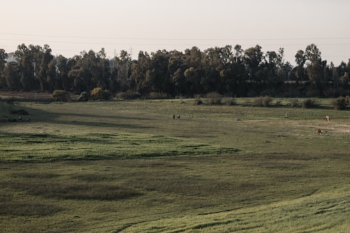 a grassy field with trees in the background