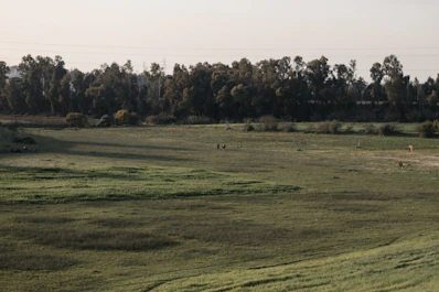 a grassy field with trees in the background