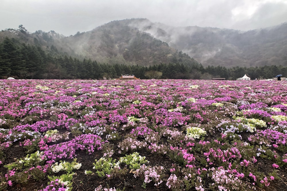 a field of flowers with mountains in the background