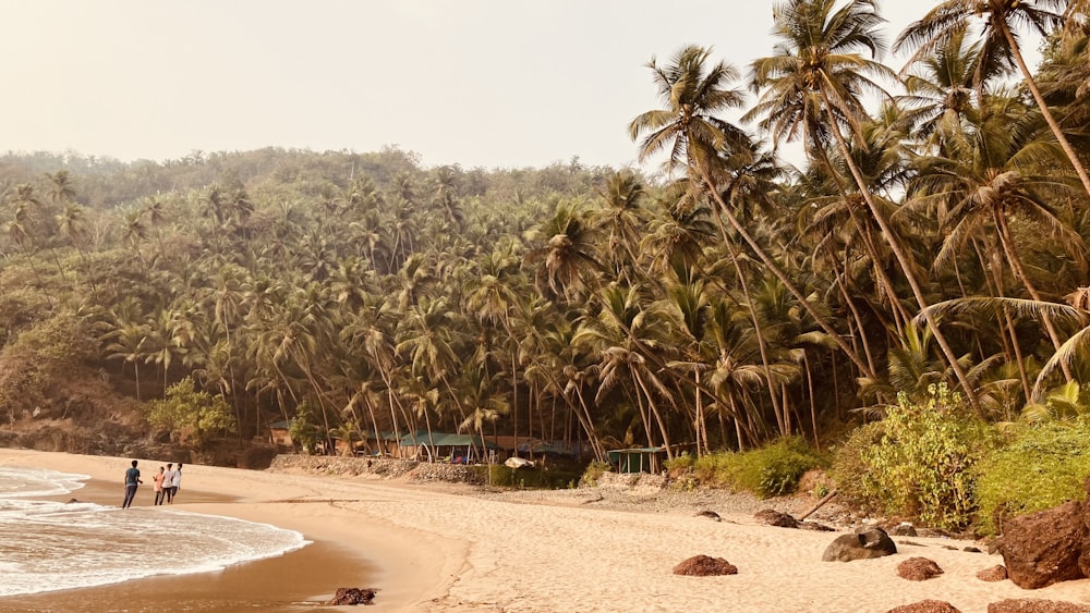 uma praia com palmeiras e pessoas andando sobre ela