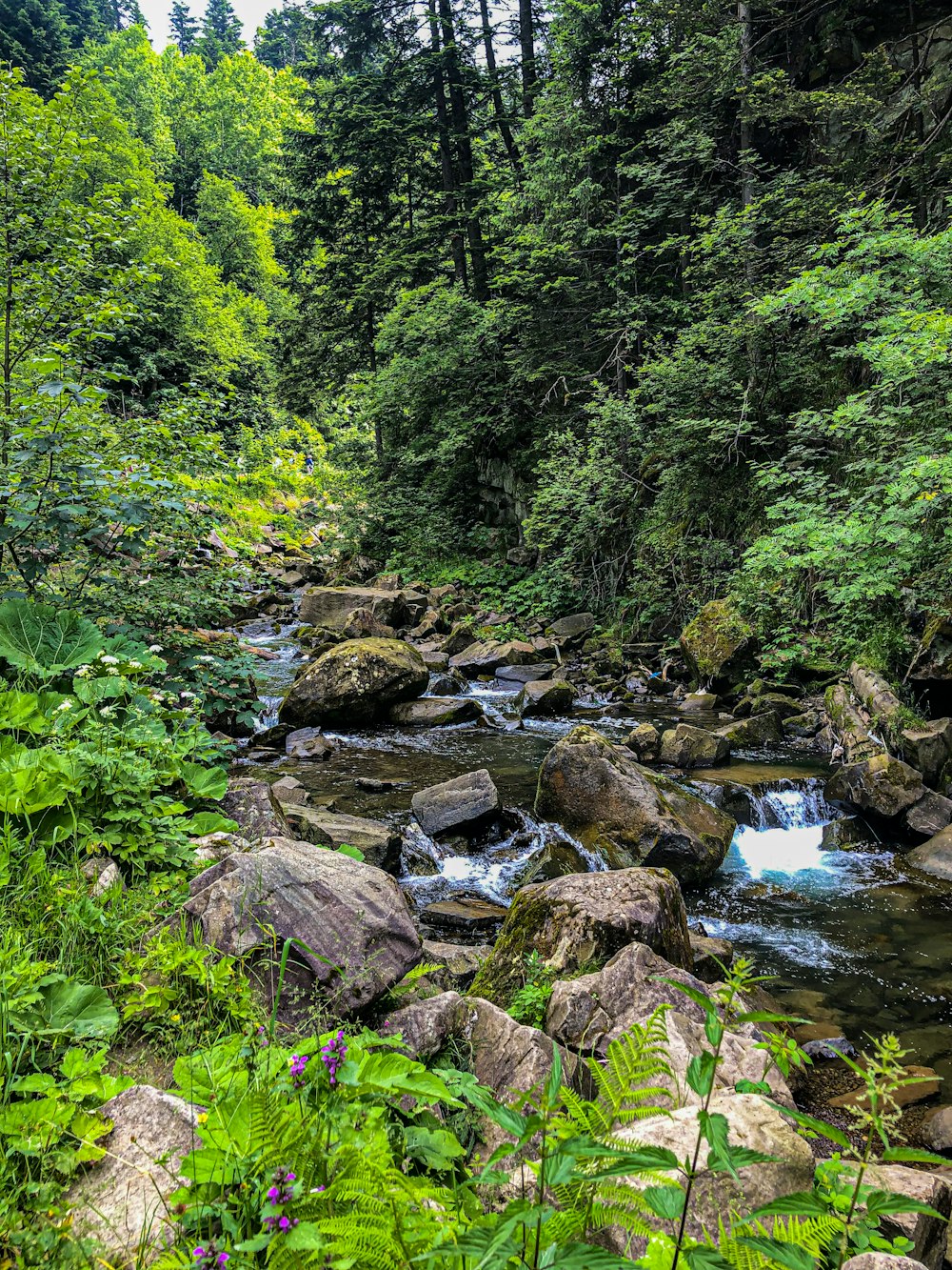 a stream running through a lush green forest