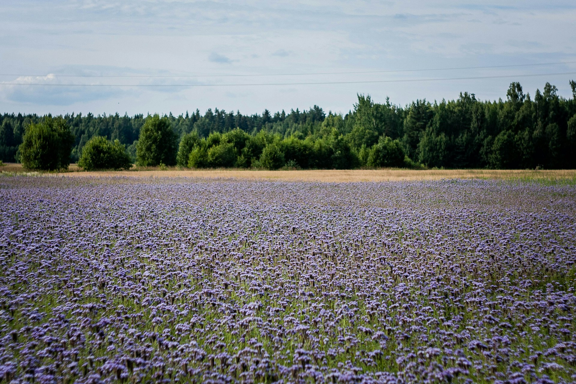 a field of purple flowers with trees in the background