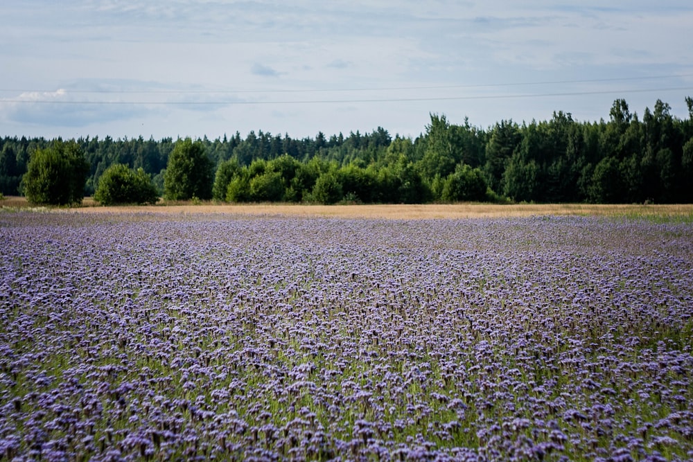 a field of purple flowers with trees in the background