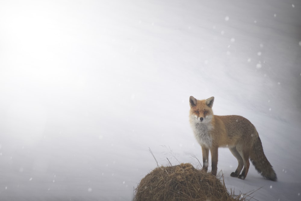 a fox standing on top of a pile of hay