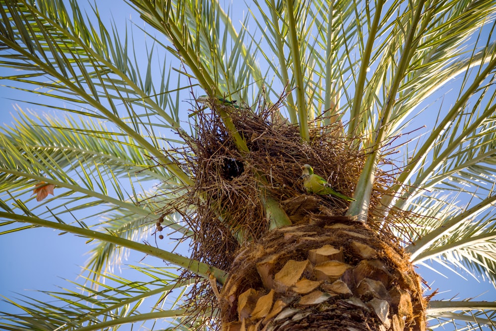 a bird sitting on top of a palm tree