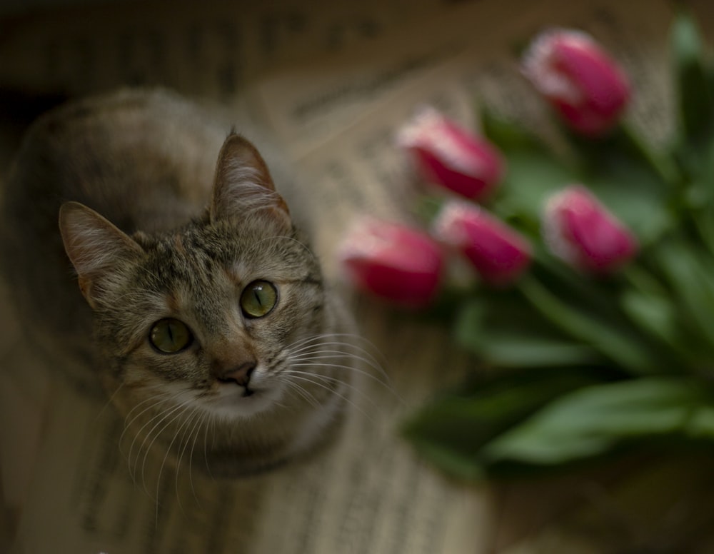 a cat sitting next to a bunch of pink flowers