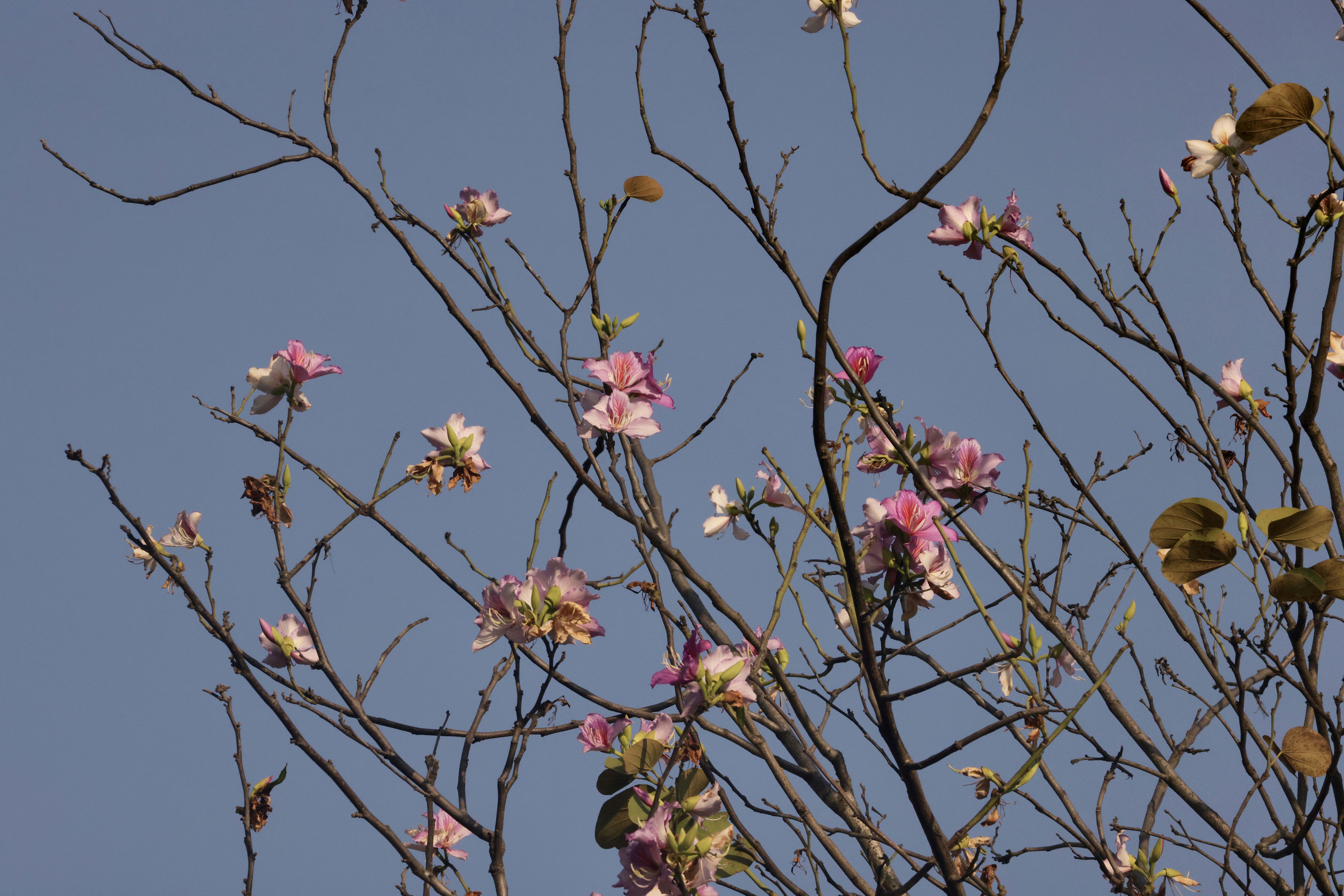 Photo by dickenslin76