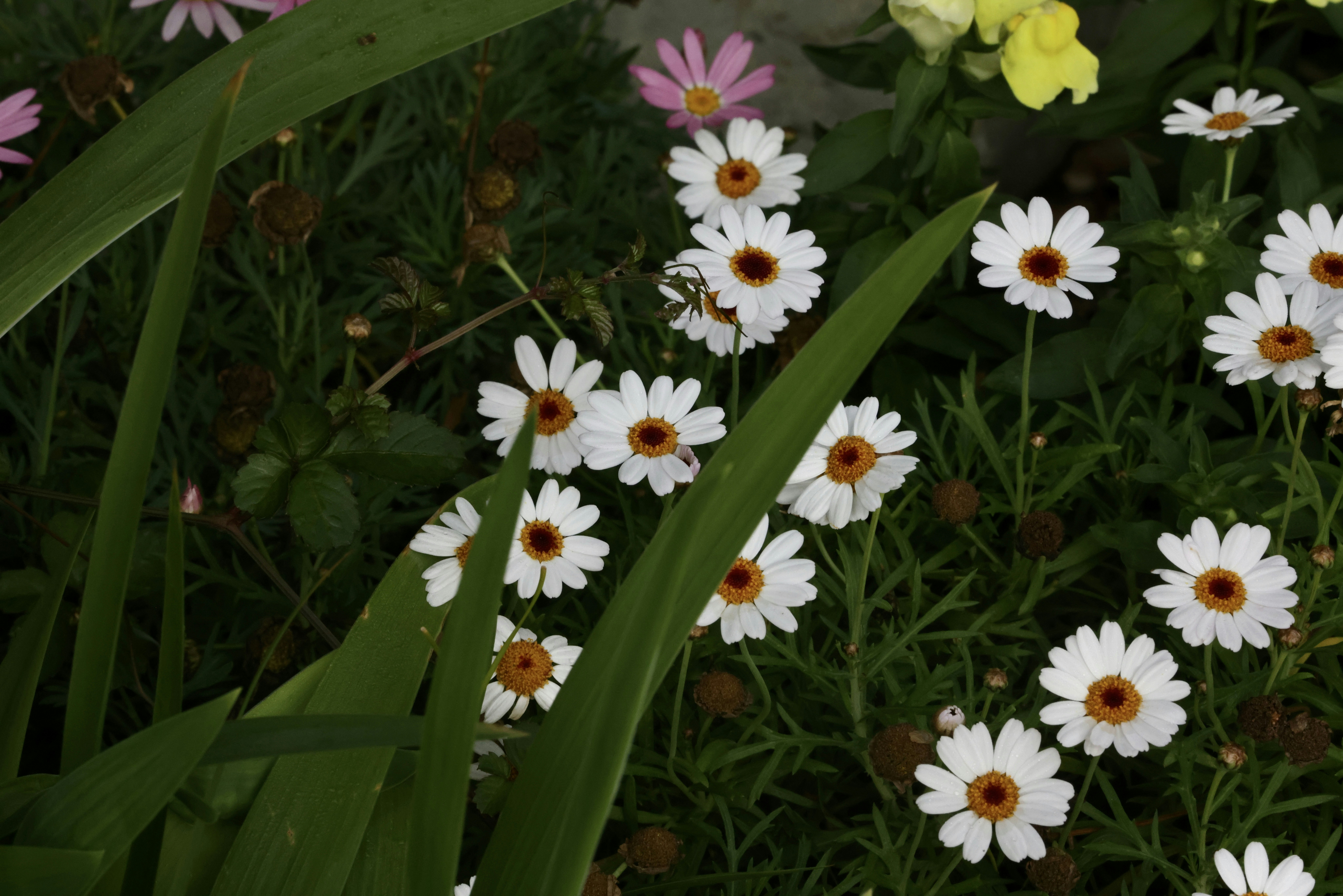 Photo by dickenslin76