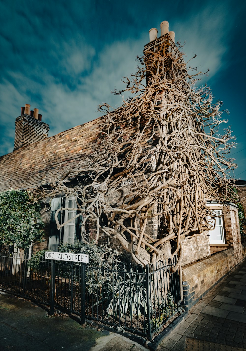 a house with a tree growing on it's roof