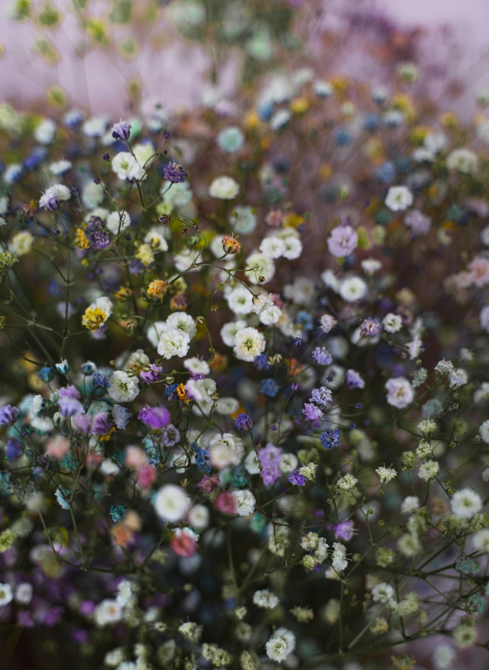 a bunch of small white and purple flowers