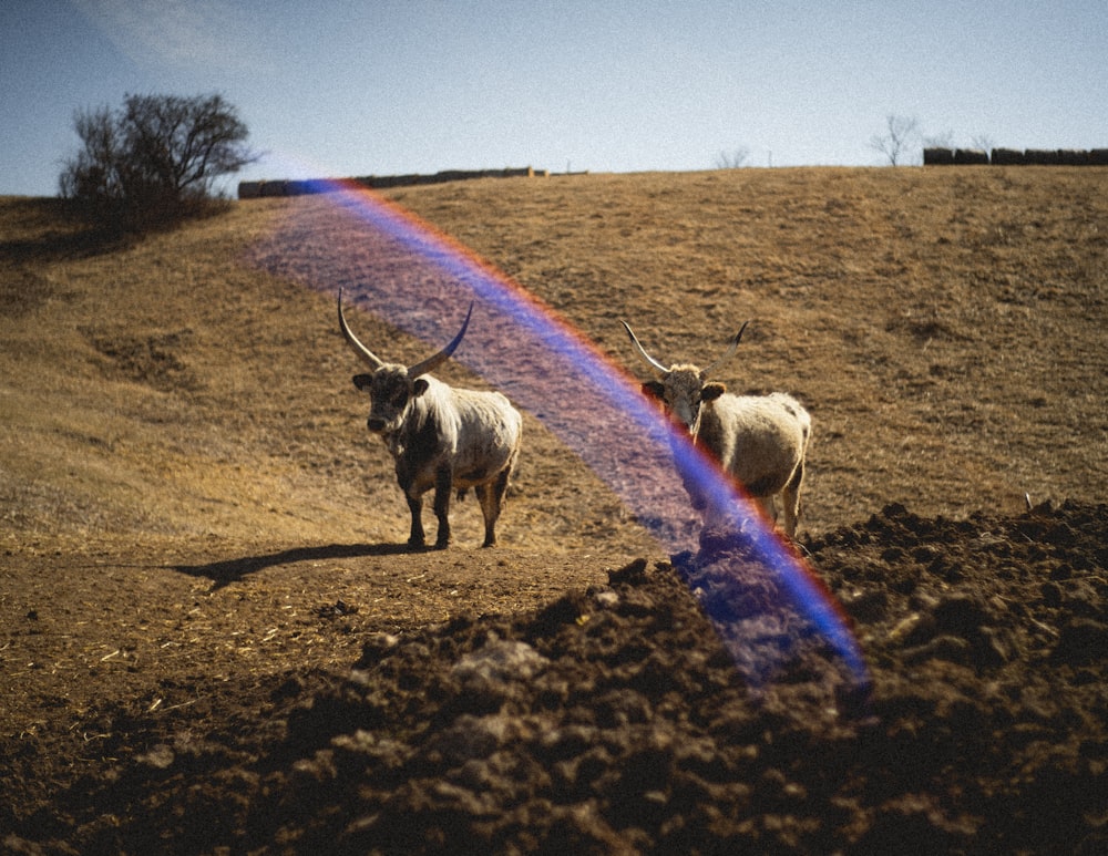 two long horn steers walking down a hill with a rainbow in the background