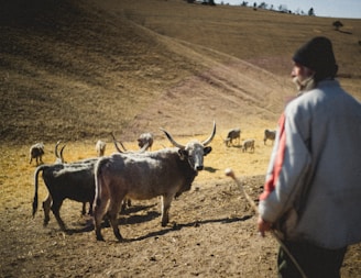 A pastoral scene with a herd of cattle grazing on a dry, expansive hillside. In the foreground, a figure in a beanie and jacket holds a stick, possibly a shepherd or farmer. The landscape is open, with sparse vegetation and a few small trees on the distant horizon.