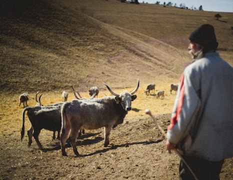 A pastoral scene with a herd of cattle grazing on a dry, expansive hillside. In the foreground, a figure in a beanie and jacket holds a stick, possibly a shepherd or farmer. The landscape is open, with sparse vegetation and a few small trees on the distant horizon.