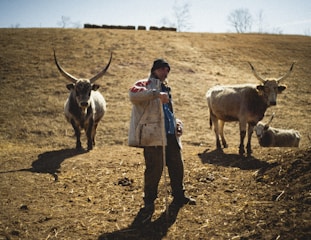 A person stands in a rural, open field holding a staff or stick, surrounded by three cattle with large horns. The ground is dry and brown, and the background features a sparsely vegetated hillside with bare trees.