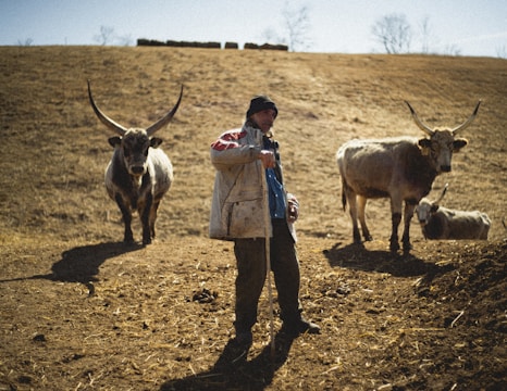 A person stands in a rural, open field holding a staff or stick, surrounded by three cattle with large horns. The ground is dry and brown, and the background features a sparsely vegetated hillside with bare trees.