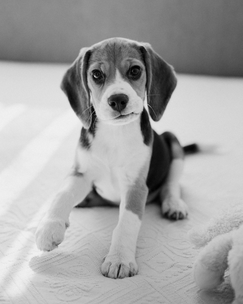 a small dog is sitting on a bed