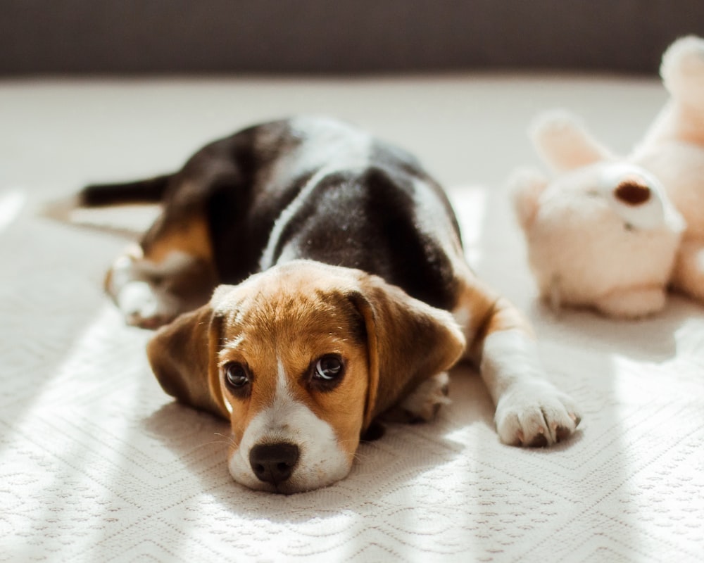 a dog laying on a bed next to a stuffed animal