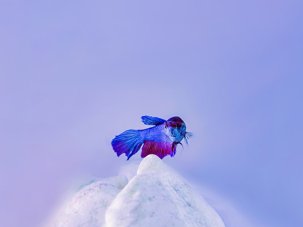 a purple and blue bird sitting on top of a rock