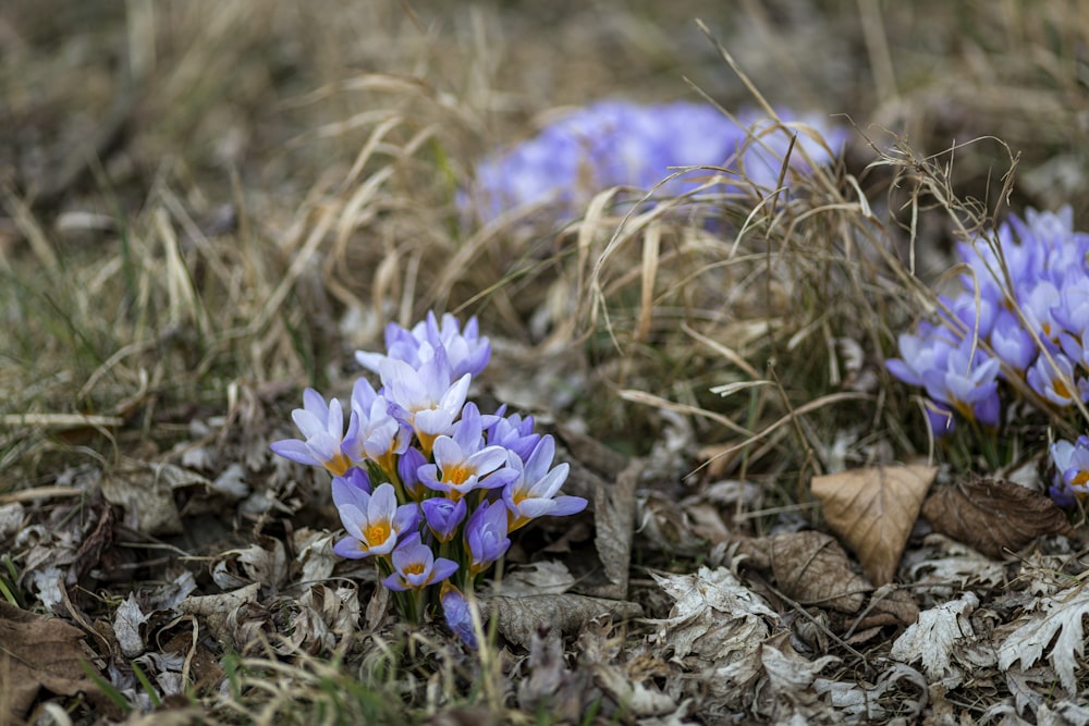 a group of purple flowers sitting on top of a grass covered field