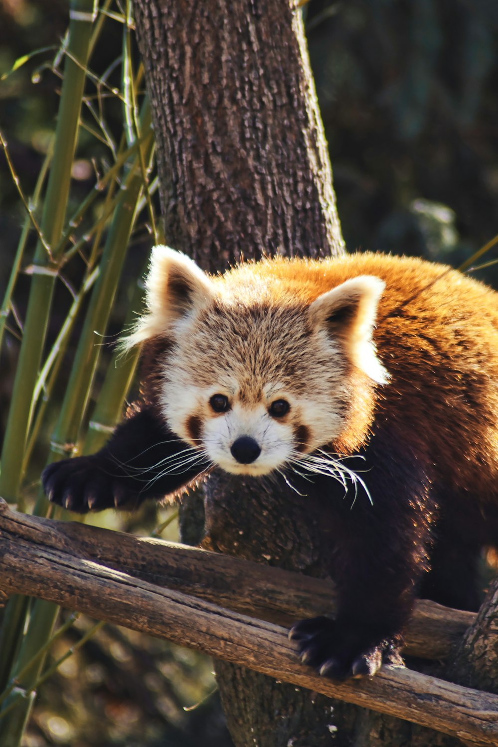 a brown and white animal standing on top of a tree branch