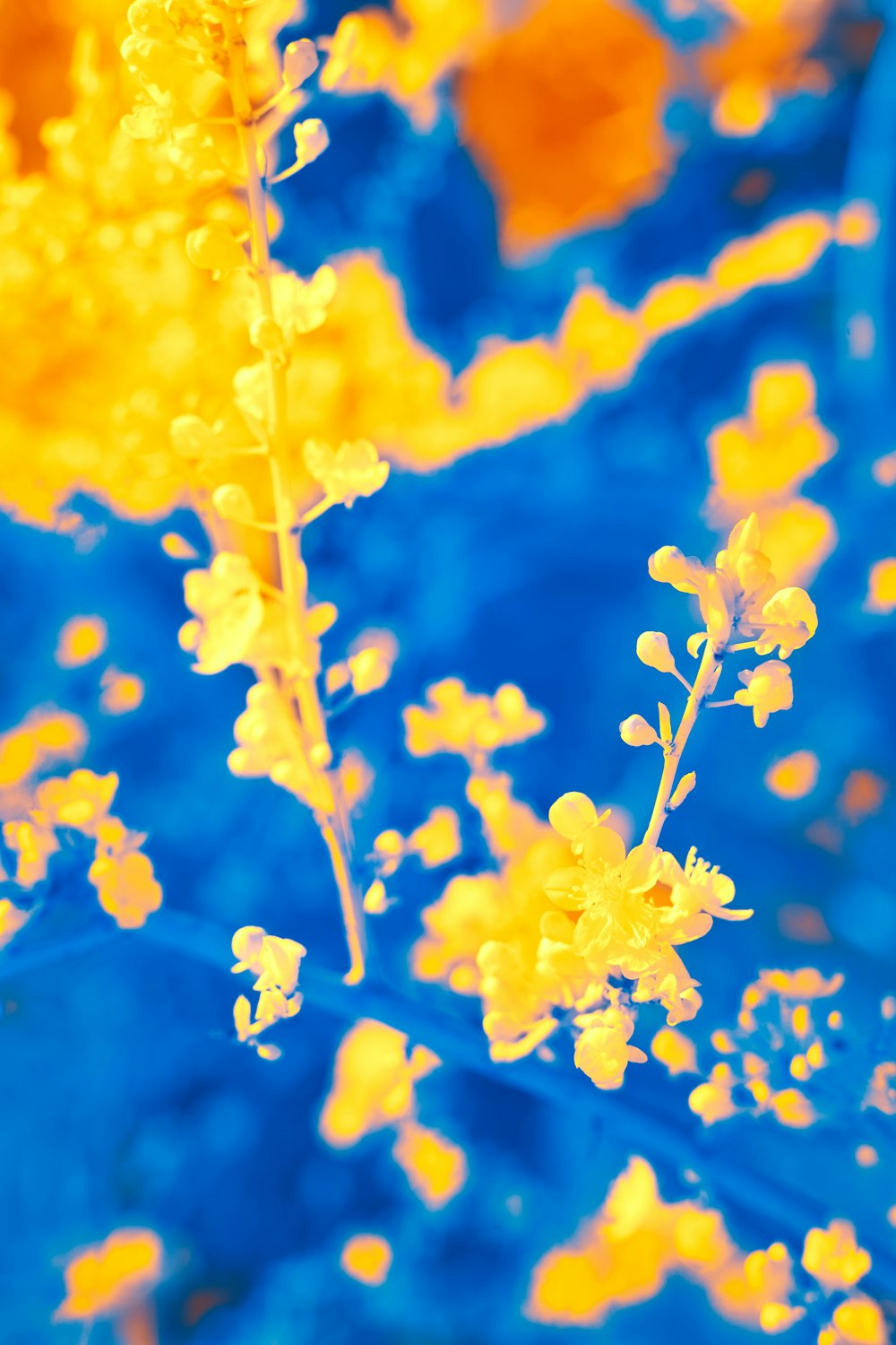 a close up of a yellow flower on a blue background