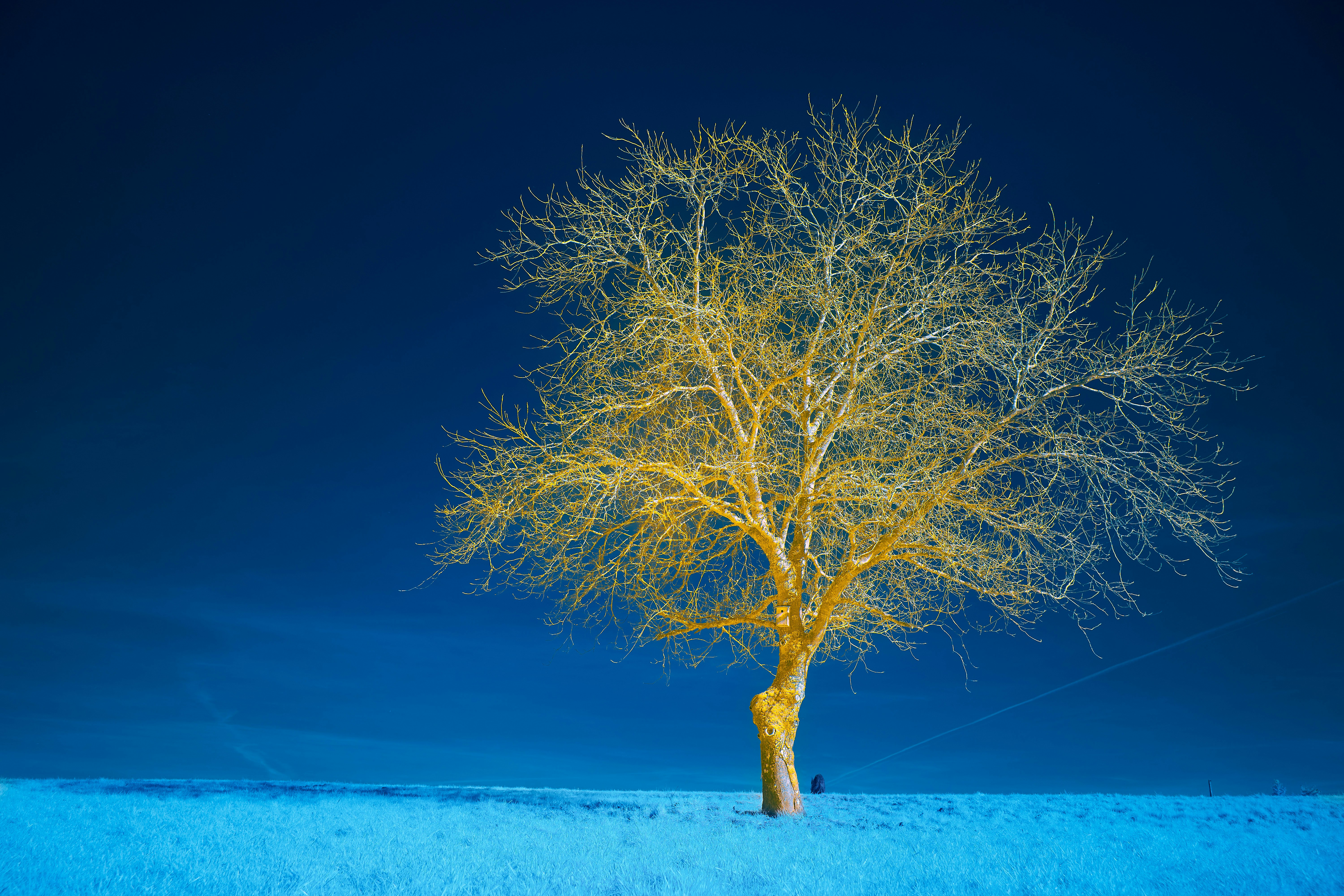 Photo by wolfgang_hasselmann