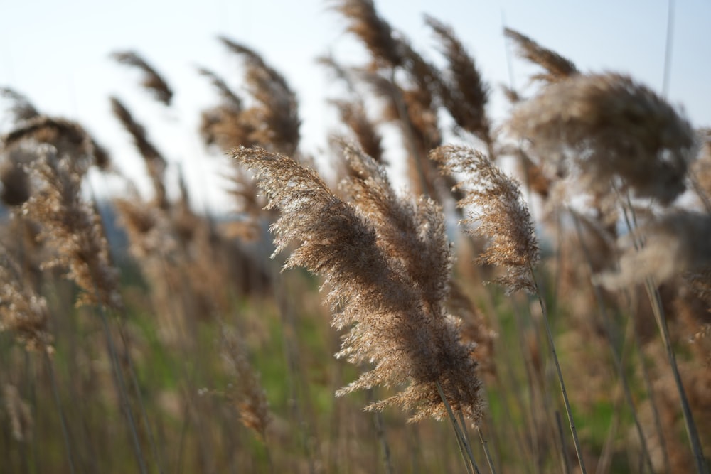 a bunch of tall grass blowing in the wind