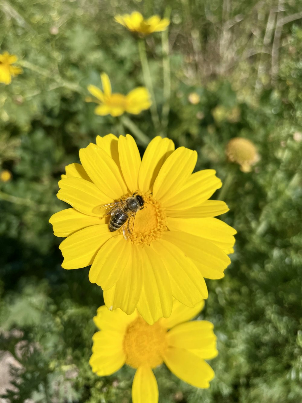 a bee is sitting on a yellow flower