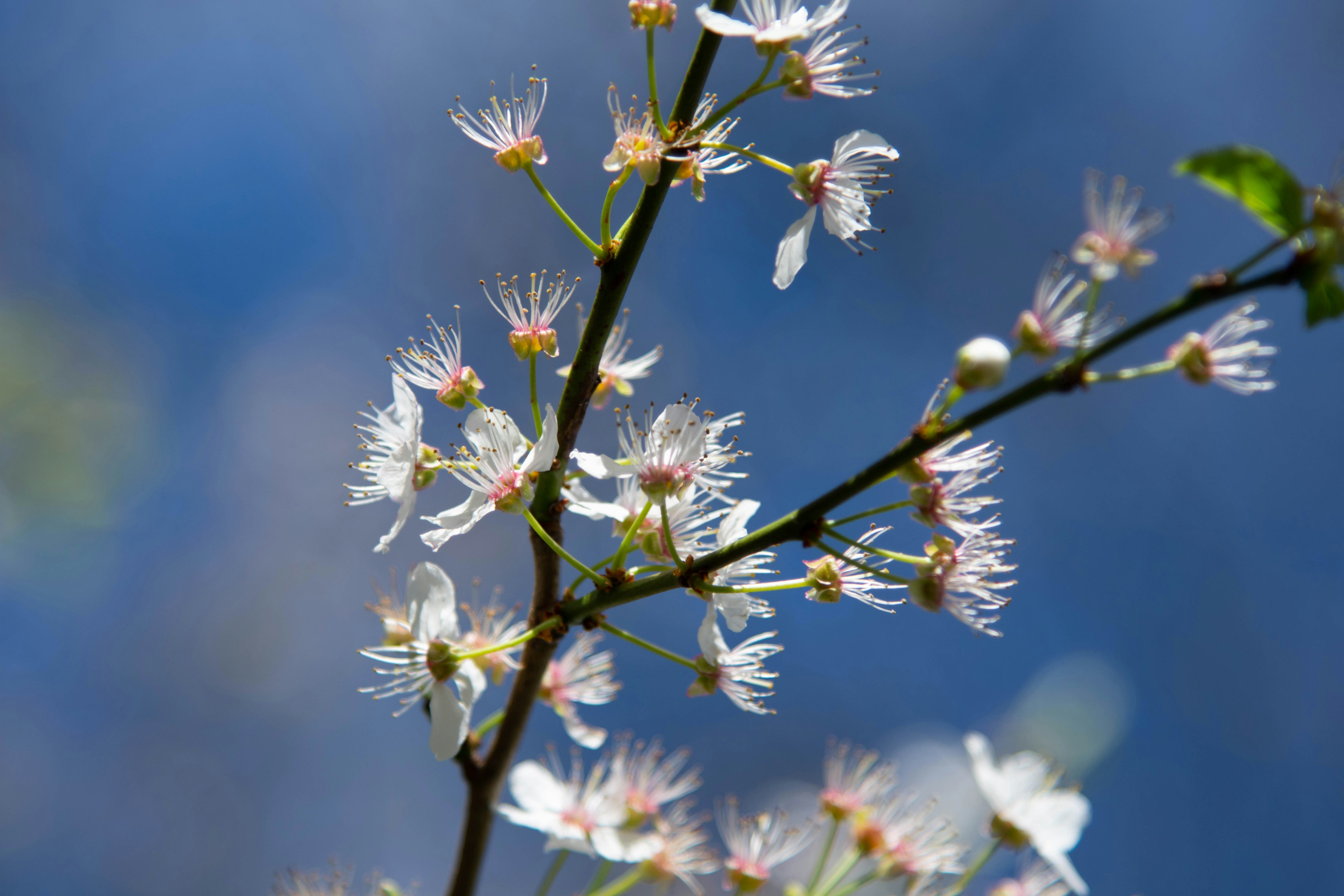 Photo by maplerockdesign