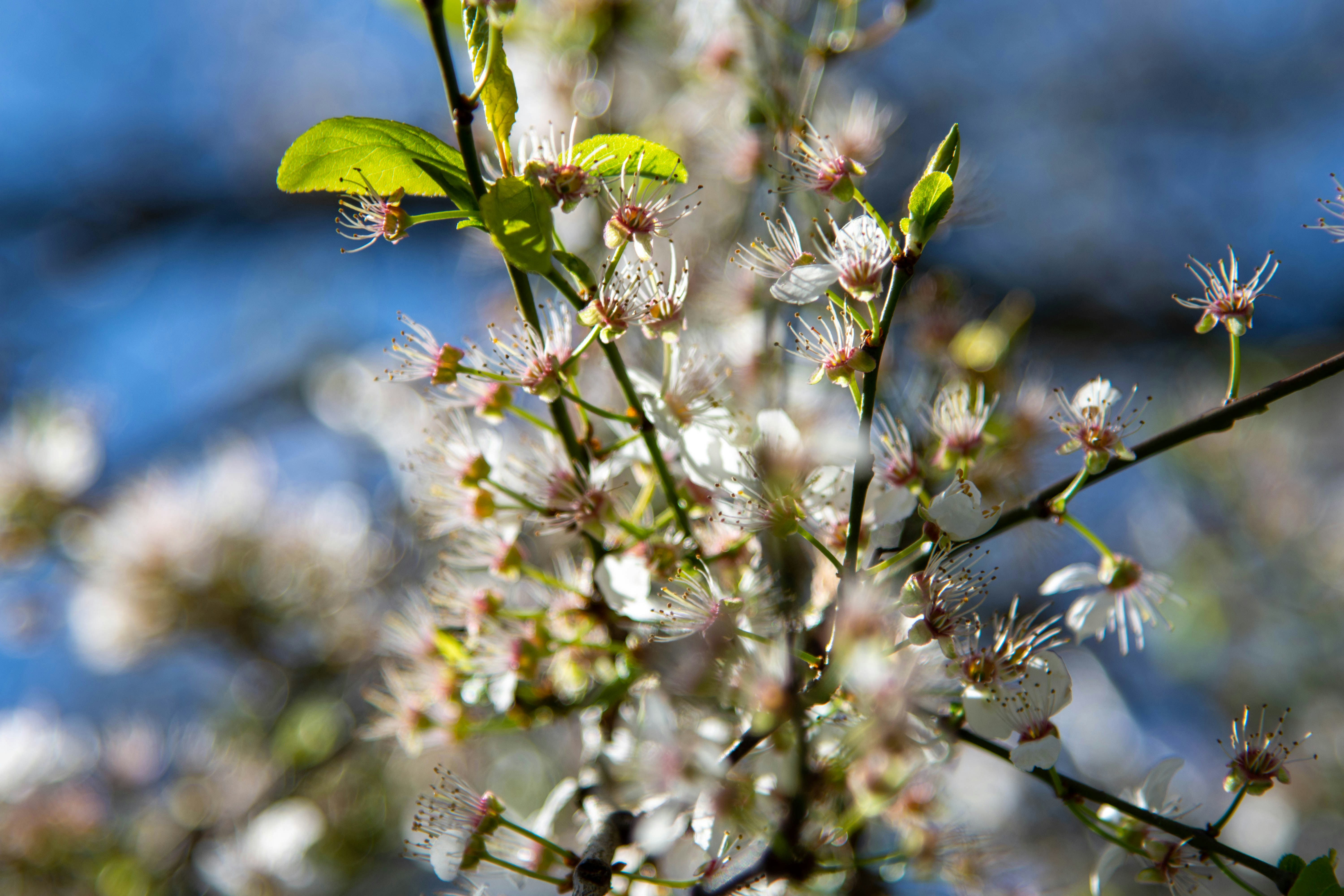 Photo by maplerockdesign