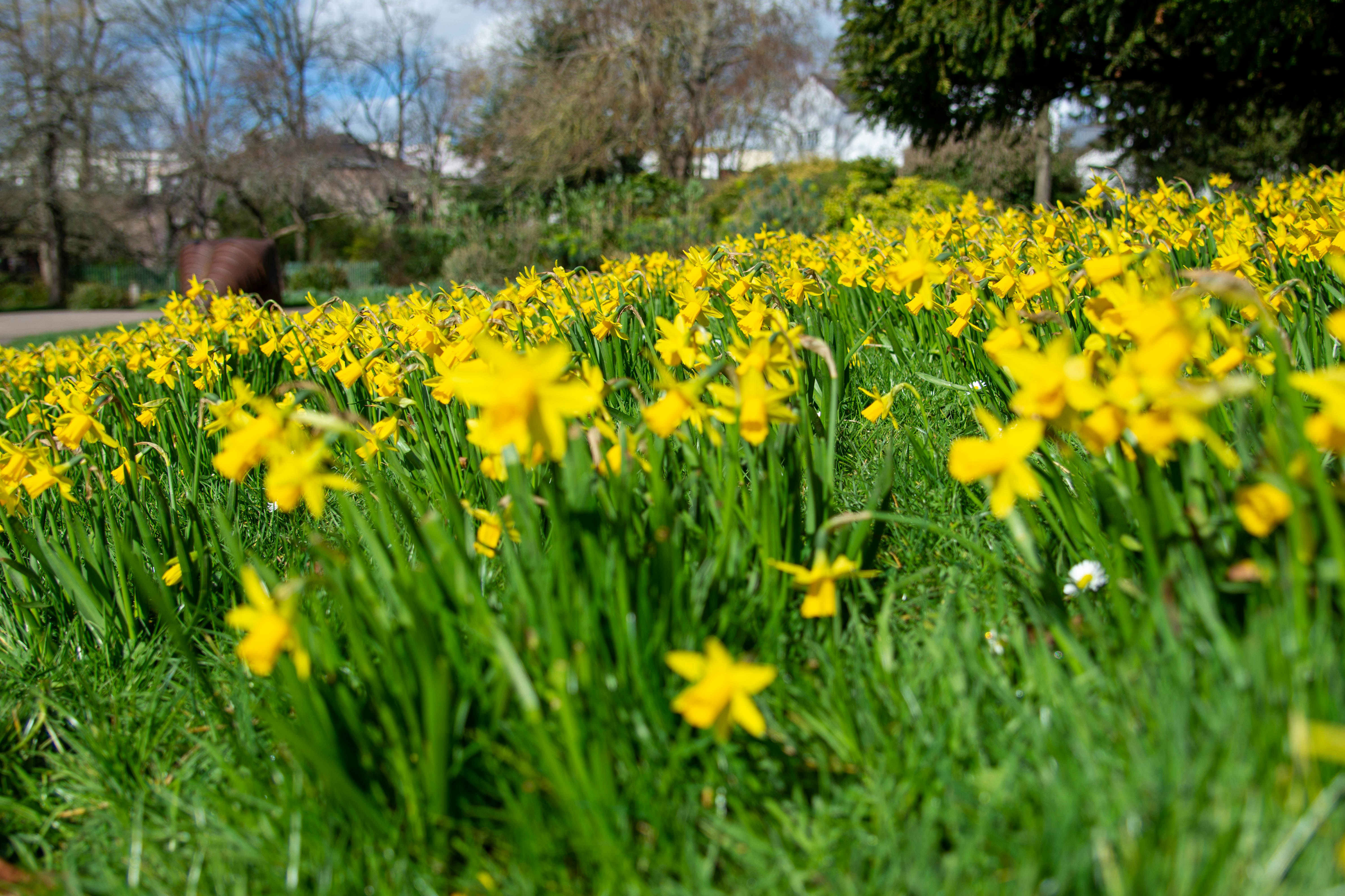 a field full of yellow flowers next to a road