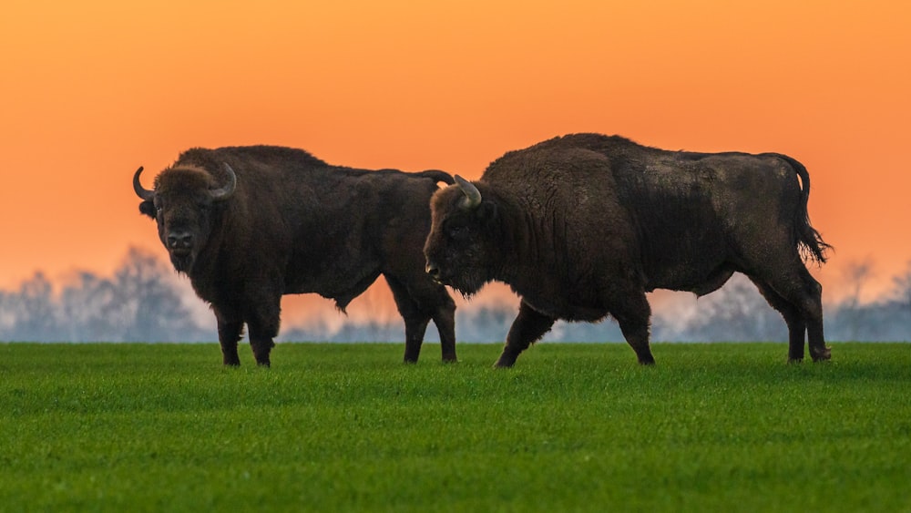 a couple of bison standing on top of a lush green field